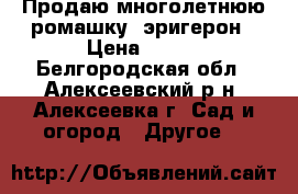 Продаю многолетнюю ромашку, эригерон › Цена ­ 200 - Белгородская обл., Алексеевский р-н, Алексеевка г. Сад и огород » Другое   